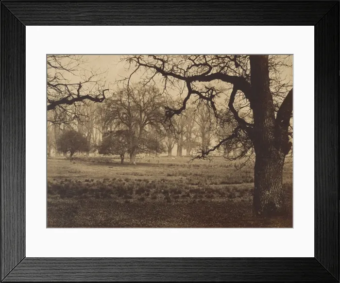 Framed Print : Windsor Park, Deer Feeding, 1850s. Creator: W. H. Nicholl Framed Print : Windsor Park, Deer Feeding, 1850s. Creator: W. H. Nicholl