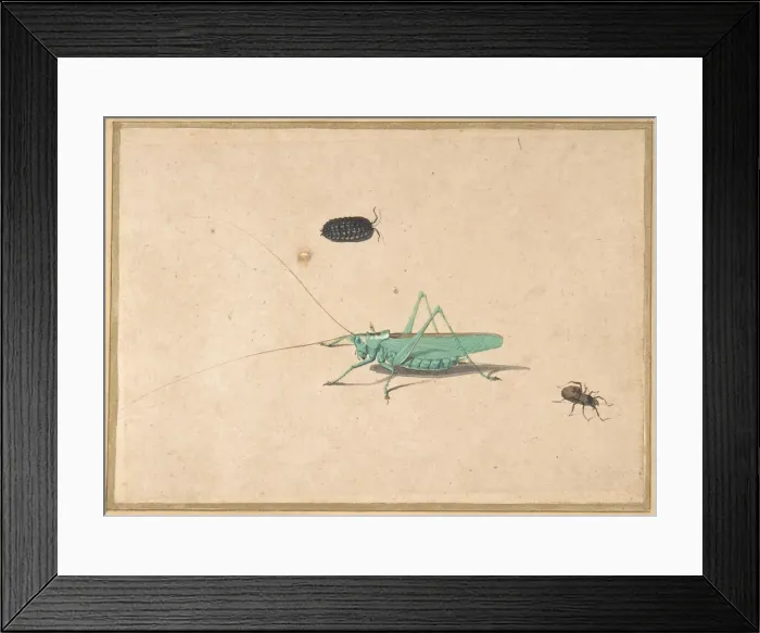 Framed Print : A Great Green Bush Cricket... A Clioniona Spider, and a Beetle, 17th century (?) Framed Print : A Great Green Bush Cricket... A Clioniona Spider, and a Beetle, 17th century (?)