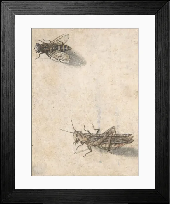 Framed Print : A Grasshopper and a Bee, 17th century (?). Creator: Anon Framed Print : A Grasshopper and a Bee, 17th century (?). Creator: Anon