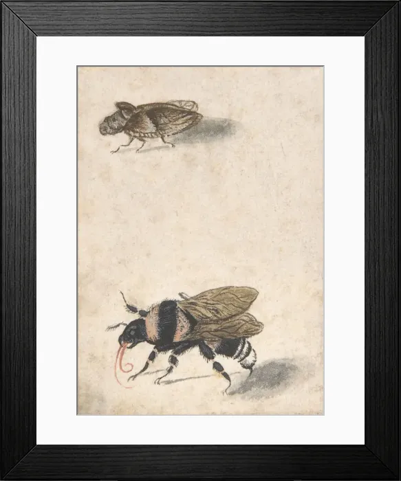 Framed Print : A Bumble Bee and a Fulgoroid, 17th century (?). Creator: Anon Framed Print : A Bumble Bee and a Fulgoroid, 17th century (?). Creator: Anon