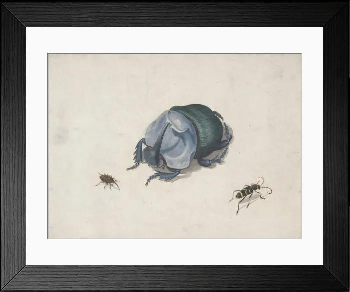 Framed Print : Studies of a Blue Beetle and Insects, 17th century (?). Creator: Anon Framed Print : Studies of a Blue Beetle and Insects, 17th century (?). Creator: Anon