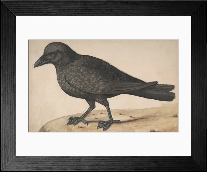 Framed Print : A Crow. Creator: Anon Framed Print : A Crow. Creator: Anon