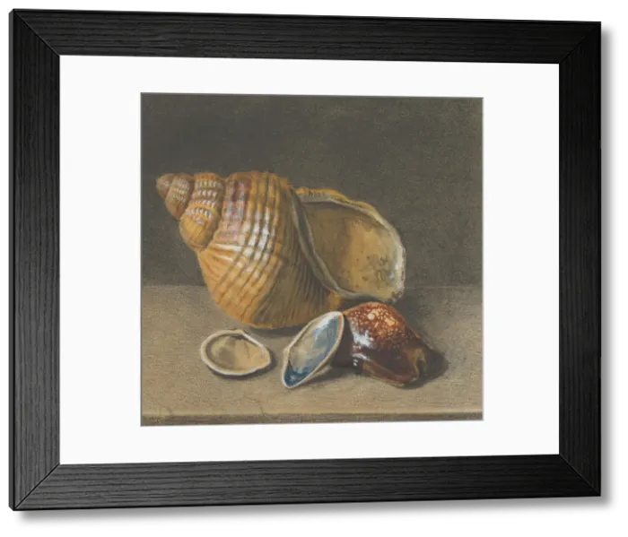 Framed Print : A Cowrie, and a Larger and Two Smaller Shells, late 17th-mid 18th century. Creator: Anon Framed Print : A Cowrie, and a Larger and Two Smaller Shells, late 17th-mid 18th century. Creator: Anon