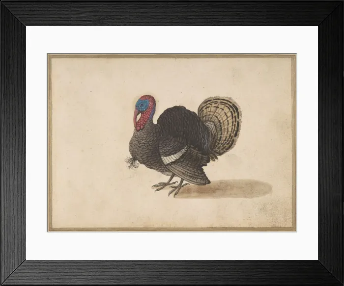 Framed Print : A Turkey. Creator: Anon Framed Print : A Turkey. Creator: Anon