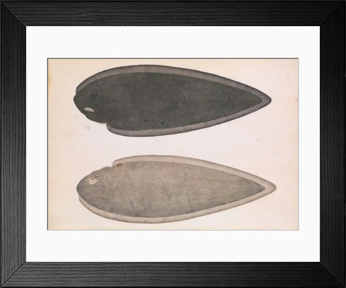 Framed Print : Two Sides of a Bengal River Fish, ca. 1804. Creator: Unknown Framed Print : Two Sides of a Bengal River Fish, ca. 1804. Creator: Unknown