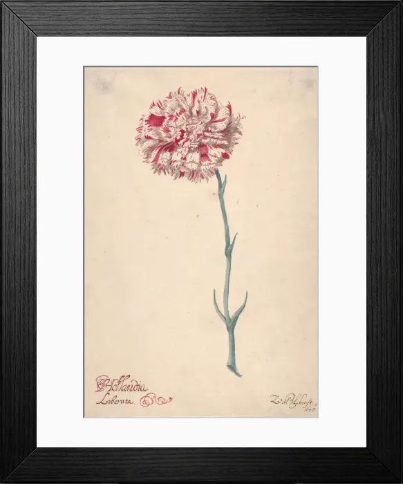 Framed Print : A Carnation ('Hollandia Liberata'), 1675. Creator: Zacharias Blijhooft Framed Print : A Carnation ('Hollandia Liberata'), 1675. Creator: Zacharias Blijhooft