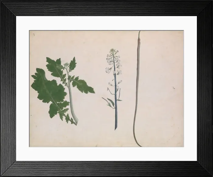 Framed Print : A Radish Plant, Seed, and Flower, late 18th century. Creator: Unknown Framed Print : A Radish Plant, Seed, and Flower, late 18th century. Creator: Unknown
