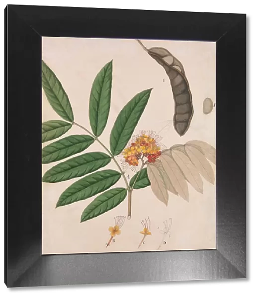 Ashoka Tree Flower, Leaves, Pod, and Seed, first half 19th century. Creator: Unknown