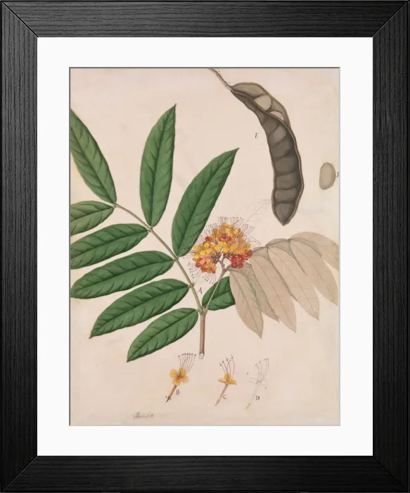 Framed Print : Ashoka Tree Flower, Leaves, Pod, and Seed, first half 19th century. Creator: Unknown Framed Print : Ashoka Tree Flower, Leaves, Pod, and Seed, first half 19th century. Creator: Unknown