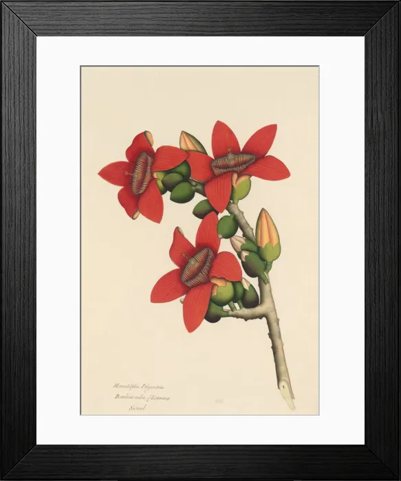 Framed Print : Cotton Tree Flowers, ca. 1800-1805. Creator: Unknown Framed Print : Cotton Tree Flowers, ca. 1800-1805. Creator: Unknown