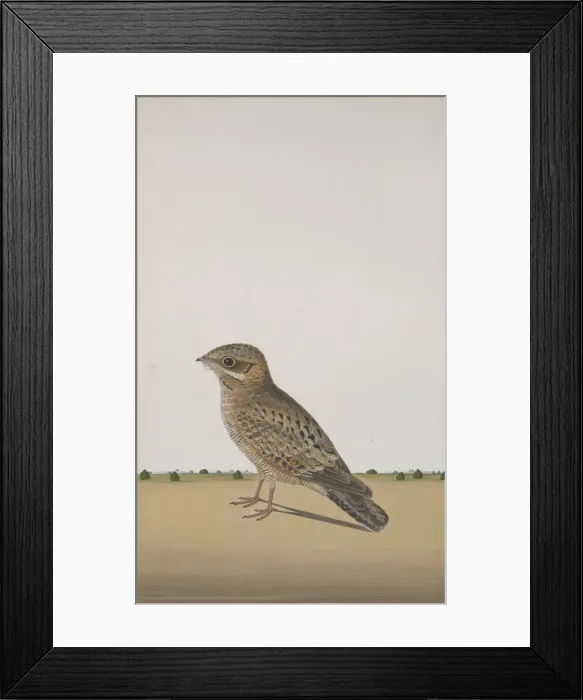 Framed Print : A Common Indian Nightjar (Caprimulgus asiaticus), ca. 1780. Creator: Unknown Framed Print : A Common Indian Nightjar (Caprimulgus asiaticus), ca. 1780. Creator: Unknown