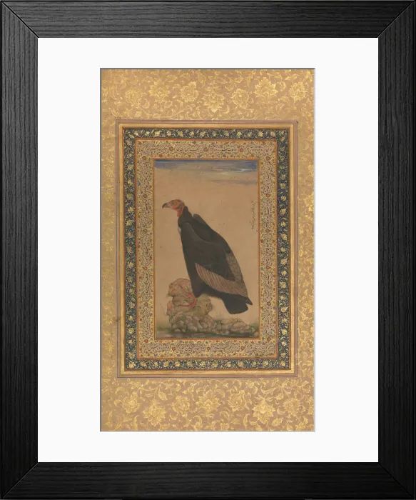 Framed Print : Red-Headed Vulture, Folio from the Shah Jahan Album, recto and verso: early 19th century Framed Print : Red-Headed Vulture, Folio from the Shah Jahan Album, recto and verso: early 19th century