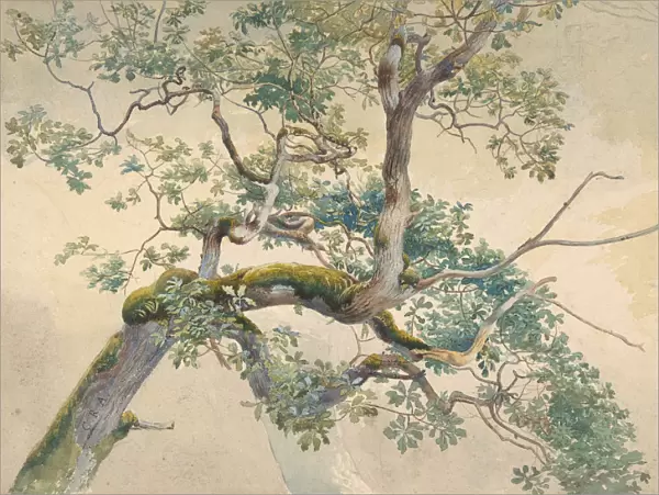 Tree Branches, 1852-1908. Creator: Charles Reginald Aston