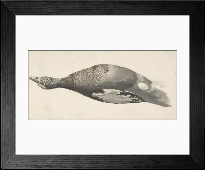 Framed Print : Dead Duck, 1685-1755. Creator: Giorgio Durante Framed Print : Dead Duck, 1685-1755. Creator: Giorgio Durante