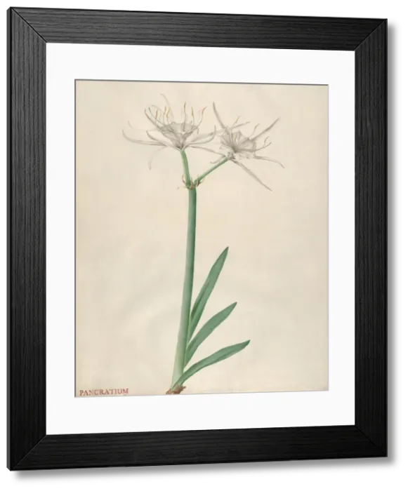Framed Print : Pancratium, 1738-70. Creator: Georg Dionysius Ehret Framed Print : Pancratium, 1738-70. Creator: Georg Dionysius Ehret