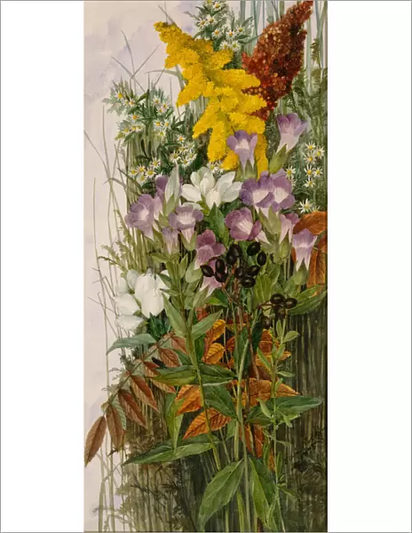 Wildflowers, 1875. Creator: Ellen Robbins