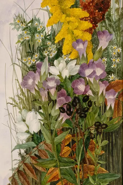 Wildflowers, 1875. Creator: Ellen Robbins