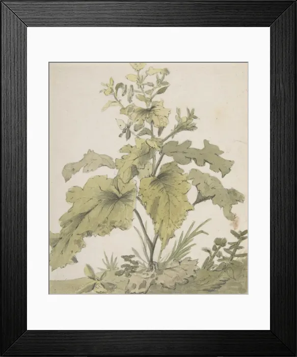 Framed Print : Study of a Plant, 1712-74. Creator: Christian Wilhelm Ernst Dietrich