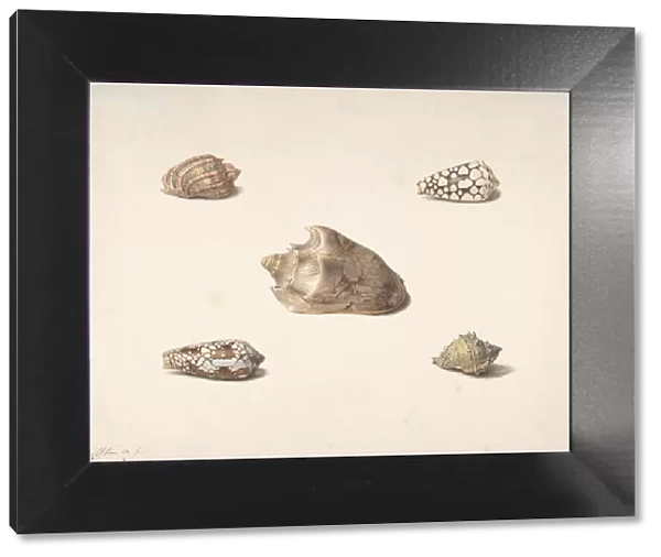 Five Shells, n. d Creator: Georgius Jacobus Johannes van Os