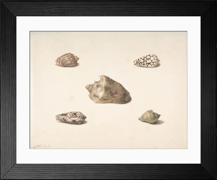 Framed Print : Five Shells, n. d Creator: Georgius Jacobus Johannes van Os Framed Print : Five Shells, n. d Creator: Georgius Jacobus Johannes van Os