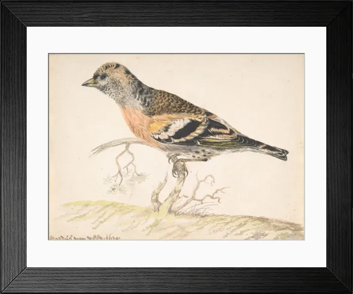 Framed Print : Bramling (Fringilla Montifringilla), 1679. Creator: Gerardus van Veen Framed Print : Bramling (Fringilla Montifringilla), 1679. Creator: Gerardus van Veen