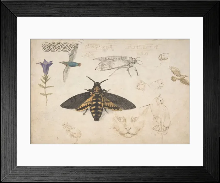 Framed Print : Studies of a Gentian, Moth, Birds, Cats, Interlacing Motif, and Greek Frets (recto) Framed Print : Studies of a Gentian, Moth, Birds, Cats, Interlacing Motif, and Greek Frets (recto)