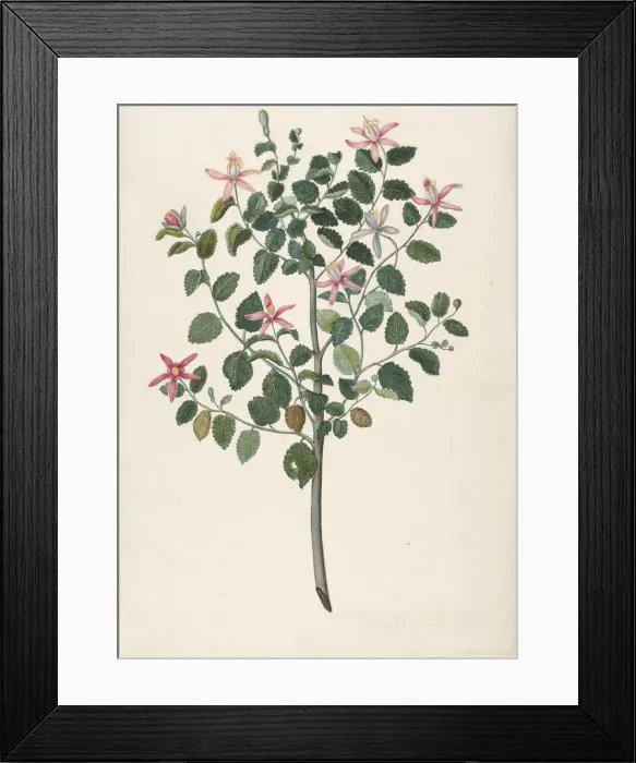 Framed Print : Study of a Plant with Red-Purple Flowers (Sebastiana africana purpurea), 1695 Framed Print : Study of a Plant with Red-Purple Flowers (Sebastiana africana purpurea), 1695