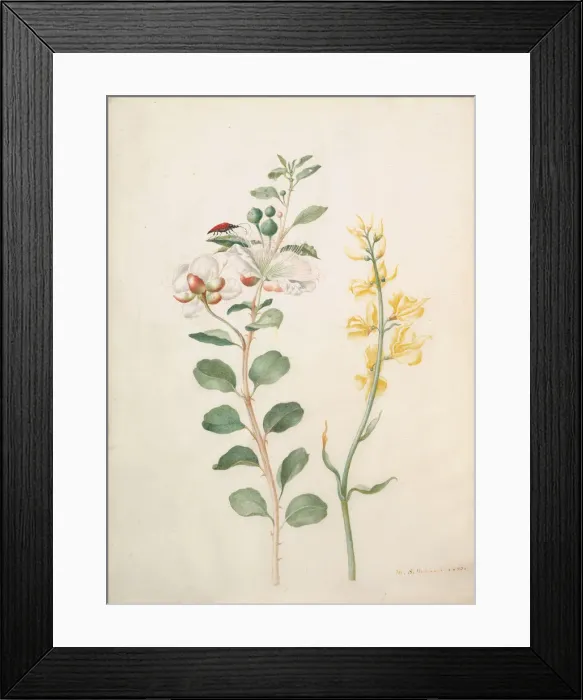 Framed Print : Study of Capers, Gorse, and a Beetle, 1693. Creator: Sybilla Merian Framed Print : Study of Capers, Gorse, and a Beetle, 1693. Creator: Sybilla Merian