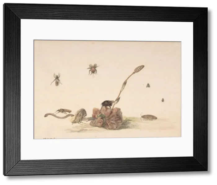 Framed Print : Various Insects by a Fungus, 1681. Creator: Rochus van Veen Framed Print : Various Insects by a Fungus, 1681. Creator: Rochus van Veen