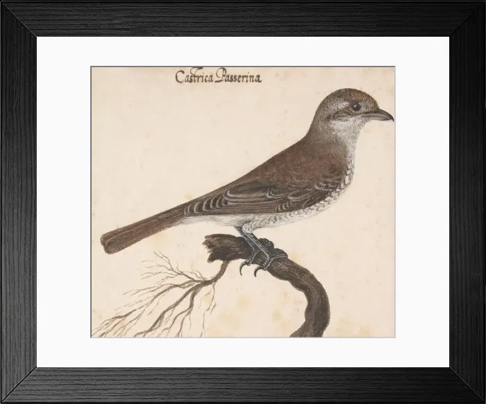 Framed Print : Castrica Passerina. Creator: Vincenzo Leonardi Framed Print : Castrica Passerina. Creator: Vincenzo Leonardi