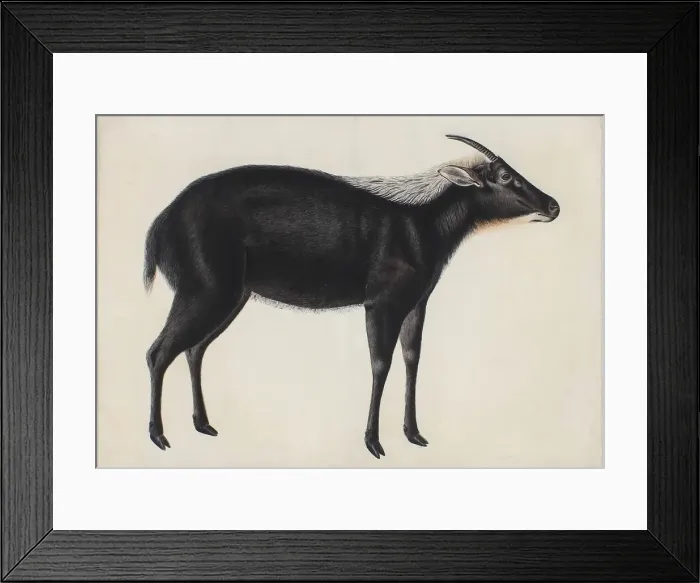 Framed Print : A Chinese Serow (Capricornis milneedwardsi argyrochaetes), ca. 1800. Creator: Unknown Framed Print : A Chinese Serow (Capricornis milneedwardsi argyrochaetes), ca. 1800. Creator: Unknown