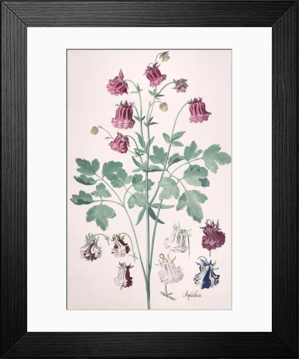 Framed Print : A Columbine or Grannys Bonnet... with Additional Studies of Flowers Framed Print : A Columbine or Grannys Bonnet... with Additional Studies of Flowers