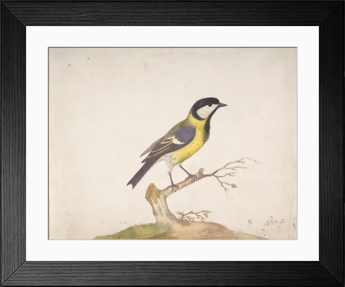Framed Print : A Great Titmouse (Parus major) Perched on a Branch, 1670-93. Creator: Pieter Withoos Framed Print : A Great Titmouse (Parus major) Perched on a Branch, 1670-93. Creator: Pieter Withoos