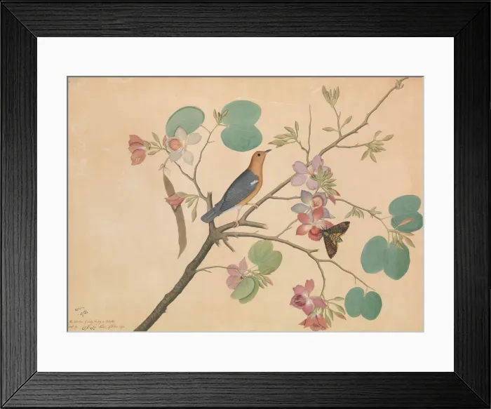 Framed Print : An Orange-Headed Ground Thrush and a Death s-Head Moth on a Purple Ebony... dated 1778 Framed Print : An Orange-Headed Ground Thrush and a Death s-Head Moth on a Purple Ebony... dated 1778