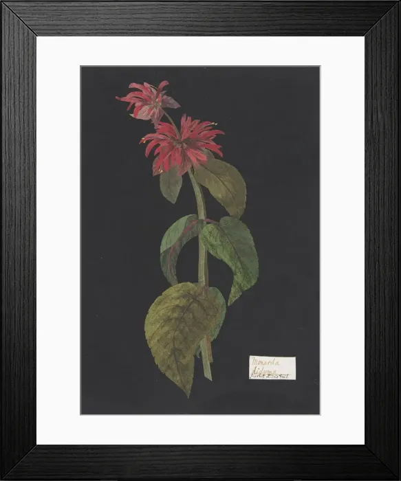 Framed Print : Monarda didyma / Scarlet Lions Tail, ca. 1791 (?). Creator: William Booth Grey Framed Print : Monarda didyma / Scarlet Lions Tail, ca. 1791 (?). Creator: William Booth Grey