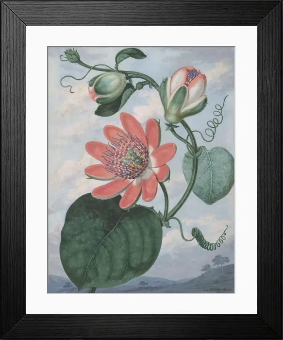 Framed Print : Passion Flower, 1799. Creator: Sydenham Teast Edwards Framed Print : Passion Flower, 1799. Creator: Sydenham Teast Edwards