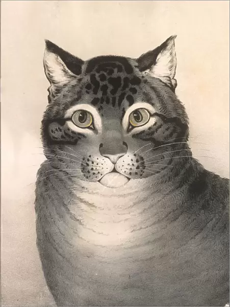 The Favorite Cat, 1838-46. 1838-46. Creator: Nathaniel Currier