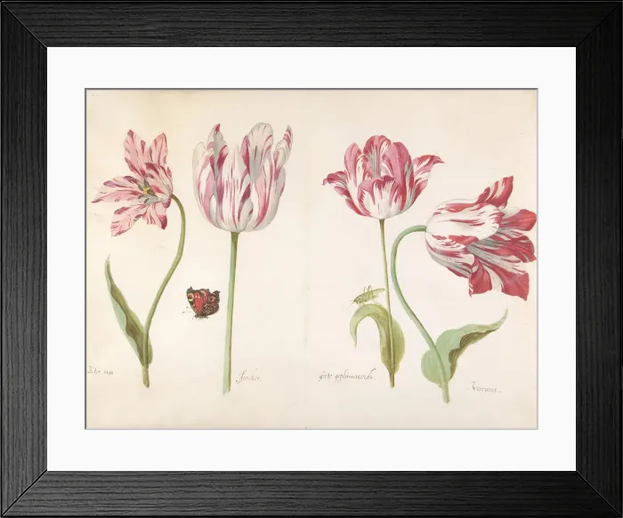 Framed Print : Four Tulips: Boter man (Butter Man), Joncker (Nobleman), Grote geplumaceerde... ca Framed Print : Four Tulips: Boter man (Butter Man), Joncker (Nobleman), Grote geplumaceerde... ca