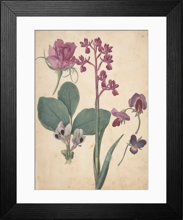 Framed Print : A Sheet of Studies of Flowers: A Rose, a Heartsease, a Sweet Pea, a Garden Pea Framed Print : A Sheet of Studies of Flowers: A Rose, a Heartsease, a Sweet Pea, a Garden Pea