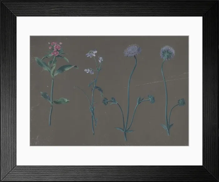 Framed Print : Study of Three Flowers, 1781. Creator: Johann Christian August Birnbaum Framed Print : Study of Three Flowers, 1781. Creator: Johann Christian August Birnbaum
