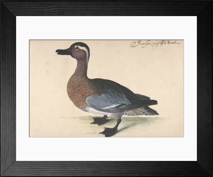 Framed Print : A Male Teal, 1604-80. Creator: Johann Jakob Walther Framed Print : A Male Teal, 1604-80. Creator: Johann Jakob Walther