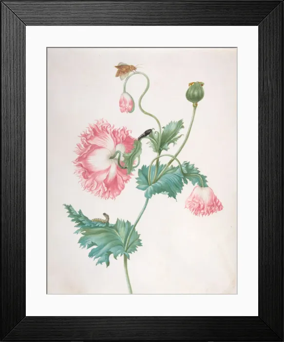 Framed Print : A Poppy in Three Stages of Flowering, with a Caterpillar, Pupa and Butterfly Framed Print : A Poppy in Three Stages of Flowering, with a Caterpillar, Pupa and Butterfly