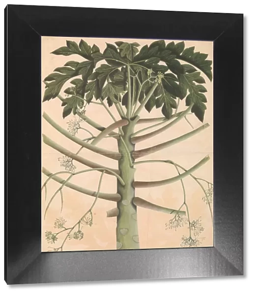 Male Papaya Tree, ca. 1790-1800. Creator: Unknown