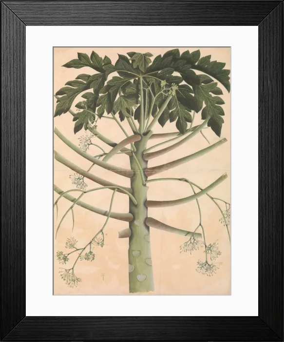 Framed Print : Male Papaya Tree, ca. 1790-1800. Creator: Unknown Framed Print : Male Papaya Tree, ca. 1790-1800. Creator: Unknown