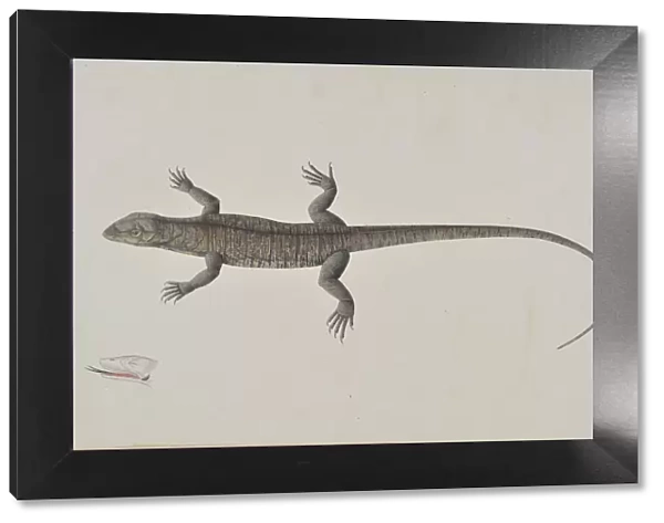 An Indian Bish-Khopra Lizard, ca. 1790. Creator: Unknown
