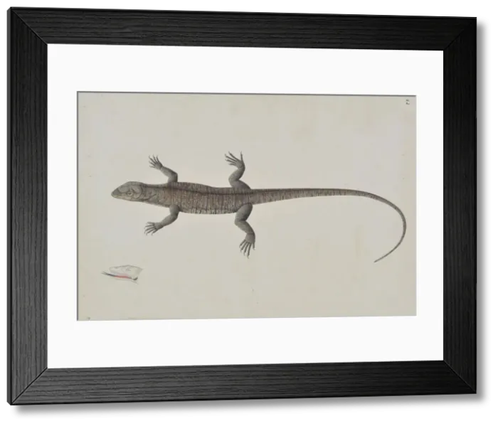Framed Print : An Indian Bish-Khopra Lizard, ca. 1790. Creator: Unknown Framed Print : An Indian Bish-Khopra Lizard, ca. 1790. Creator: Unknown