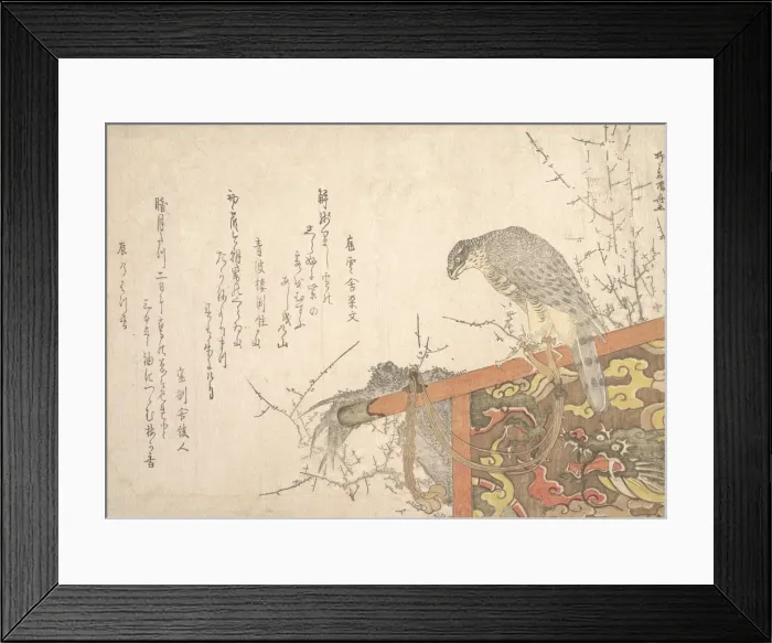 Framed Print : Hawk Tied to Perch. Creator: Shinsai Framed Print : Hawk Tied to Perch. Creator: Shinsai