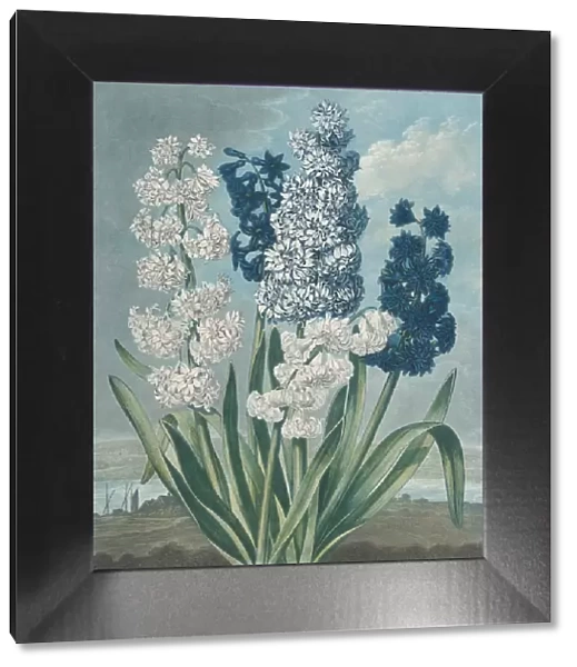 Hyacinths, from 'The Temple of Flora, or Garden of Nature', June 1, 1801