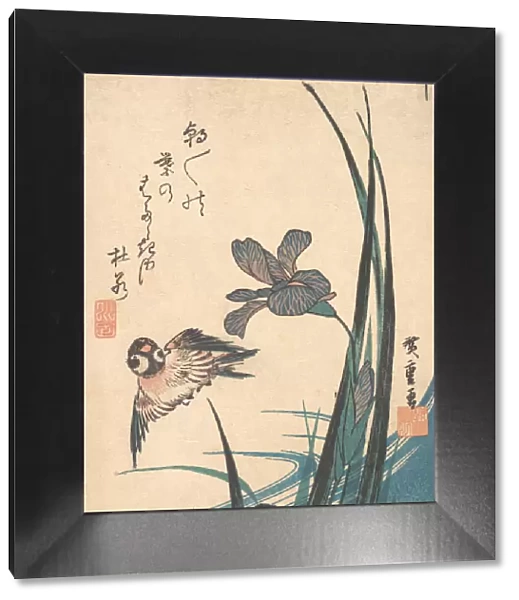 Iris and Sparrow, ca. 1832. ca. 1832. Creator: Ando Hiroshige