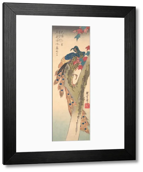 Framed Print : A Peacock Perched on a Maple Tree, ca. 1833. ca. 1833. Creator: Ando Hiroshige Framed Print : A Peacock Perched on a Maple Tree, ca. 1833. ca. 1833. Creator: Ando Hiroshige